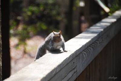 Squirrel Stand Off