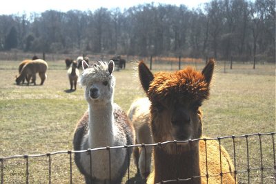  Bay Springs Alpaca's