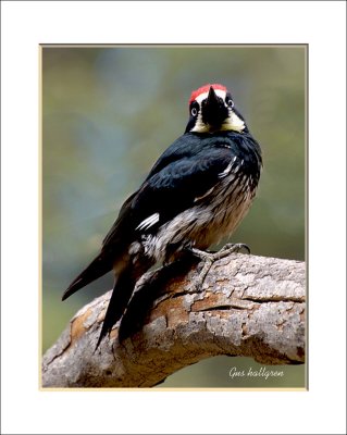 Acorn Woodpecker