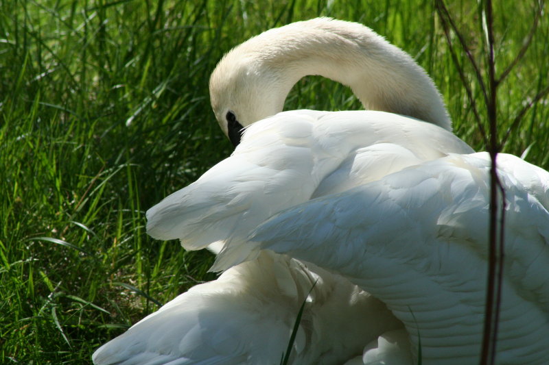 Swan~