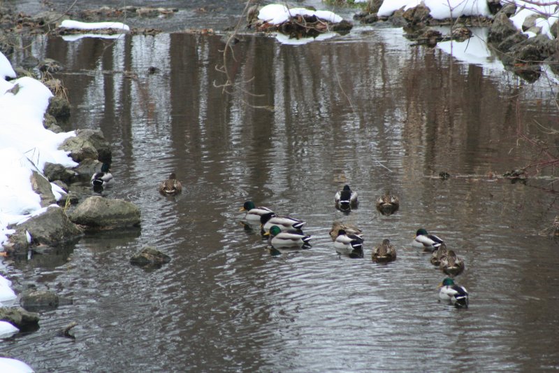 In the Creek...