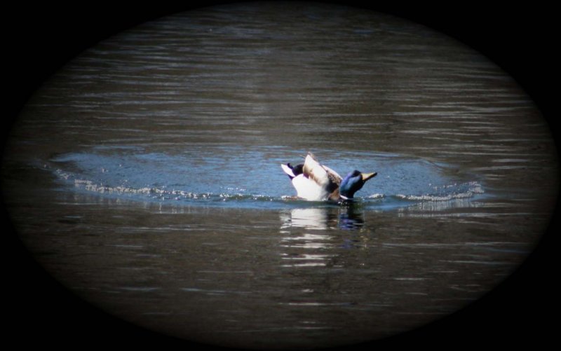 Mallard @ Lutz Park ~