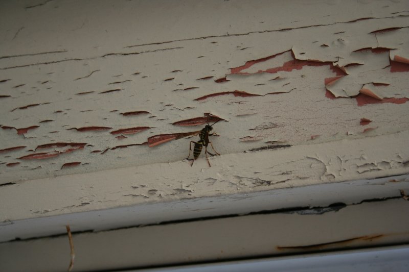 Ouch - a Wasp!