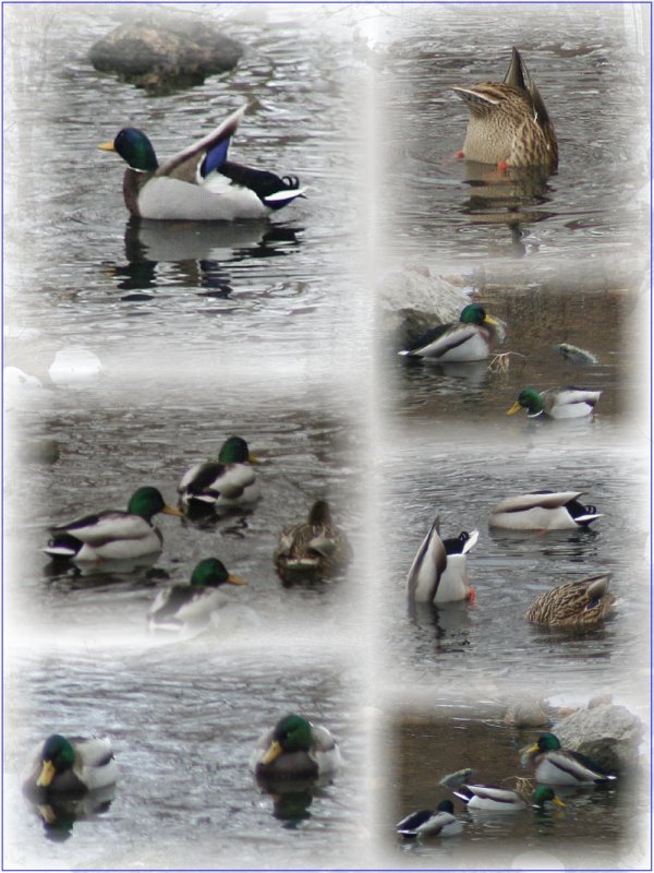 Mallards