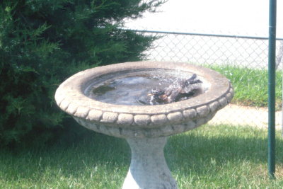 My Grandpa's Bird Bath ~