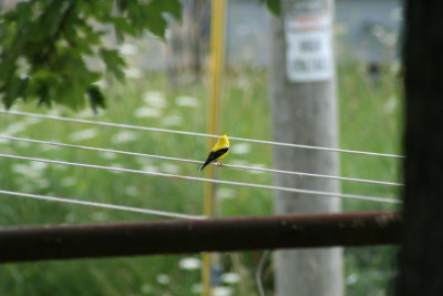 Birdie on the Clothes Line