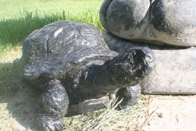 The Turtle...