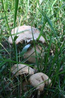 A Little Bit of Wild Mushrooms ~