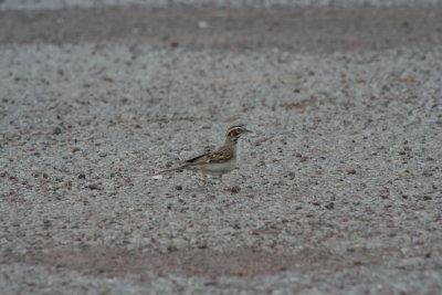 Bird on the Look-Out