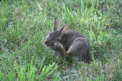 Baby Bunny Right by My Back Door!