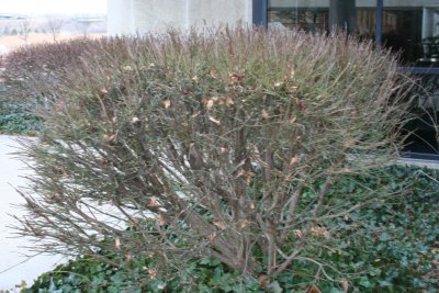 Winter Bush...
