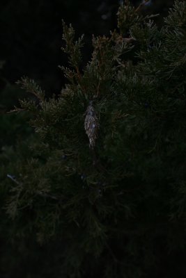 the Tree's Visitor...