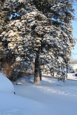 'White' Greenery...