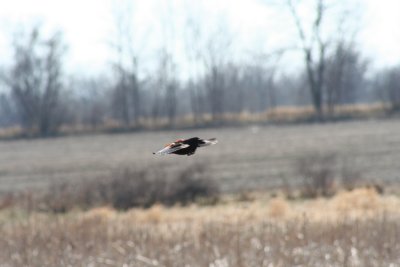 Sometimes You Wished You Could Fly Away Too!