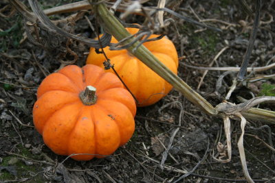 Little Pumpkins