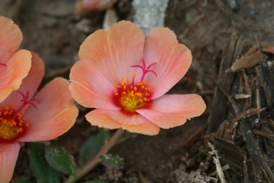Nature at Museum