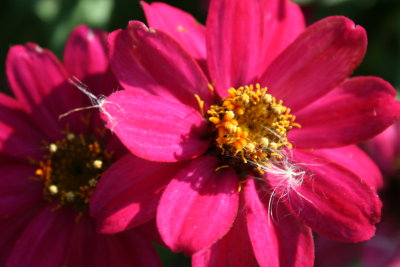 Glowing in the Sun...