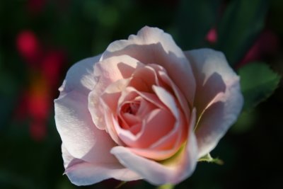 Peaceful Rose...