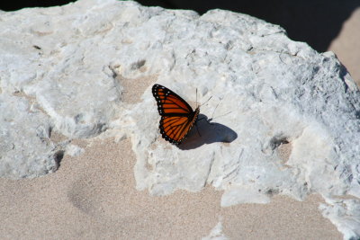 Wings on the Rock