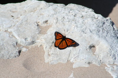 Wings Open
