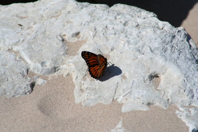 Butterfly on the Rock