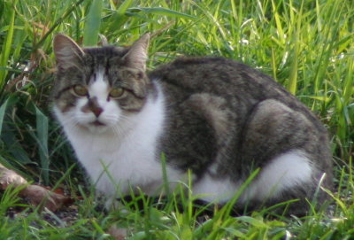 Another Visitor in my Yard
