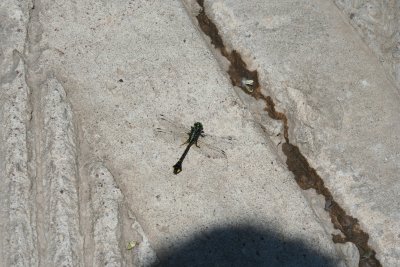 Dragon Fly...