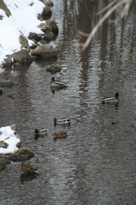 Beautiful Mallards on a Cold Day!