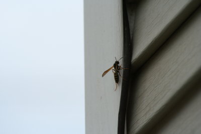 Wasp Buzzing Around...