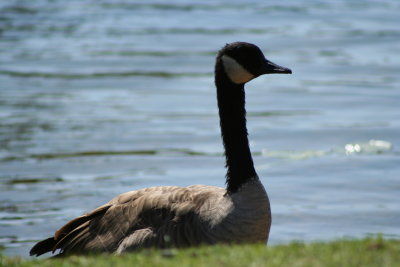 Resting After a Swim...