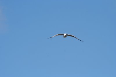 IMG_4656.JPG