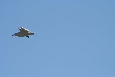 IMG_4659.JPG