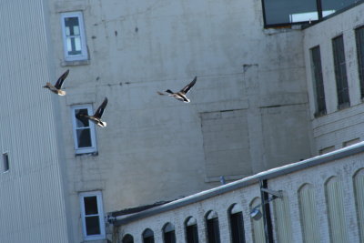 IMG_4684.JPG