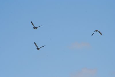IMG_4685.JPG