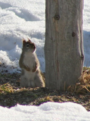 Back Yard Squirrel ~