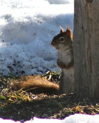 Back Yard Squirrel ~