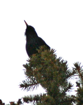 IMG_4317A.jpg