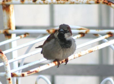 IMG_4344A.jpg