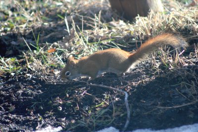IMG_4419A.jpg