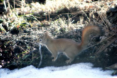 IMG_4421A.jpg