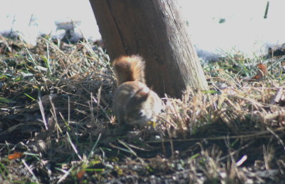 IMG_4424A.jpg