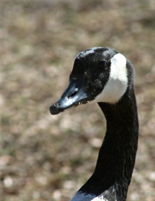 IMG_4512A.jpg