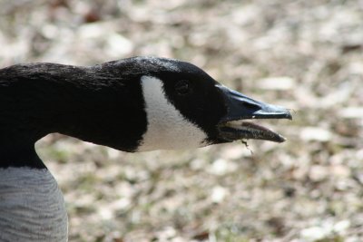 IMG_4542.JPG