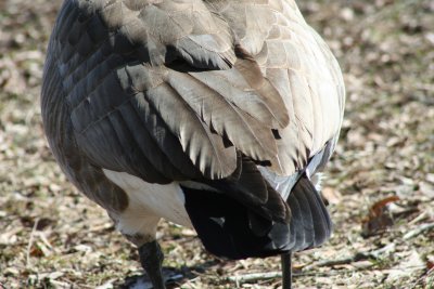 IMG_4551.JPG