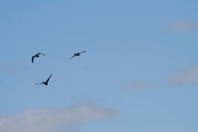 IMG_4687.JPG
