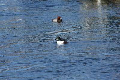 IMG_4610.JPG