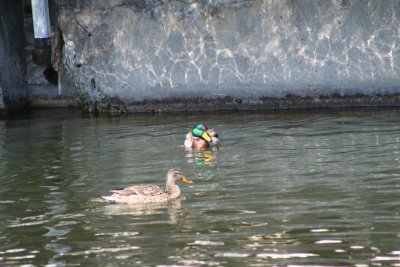 IMG_4615.JPG