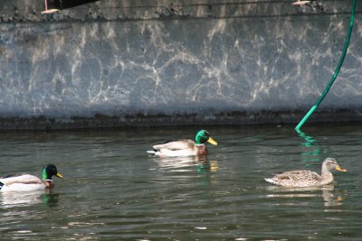 IMG_4617.JPG