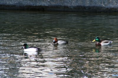 IMG_4751.JPG