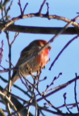 Backyard Bird ~